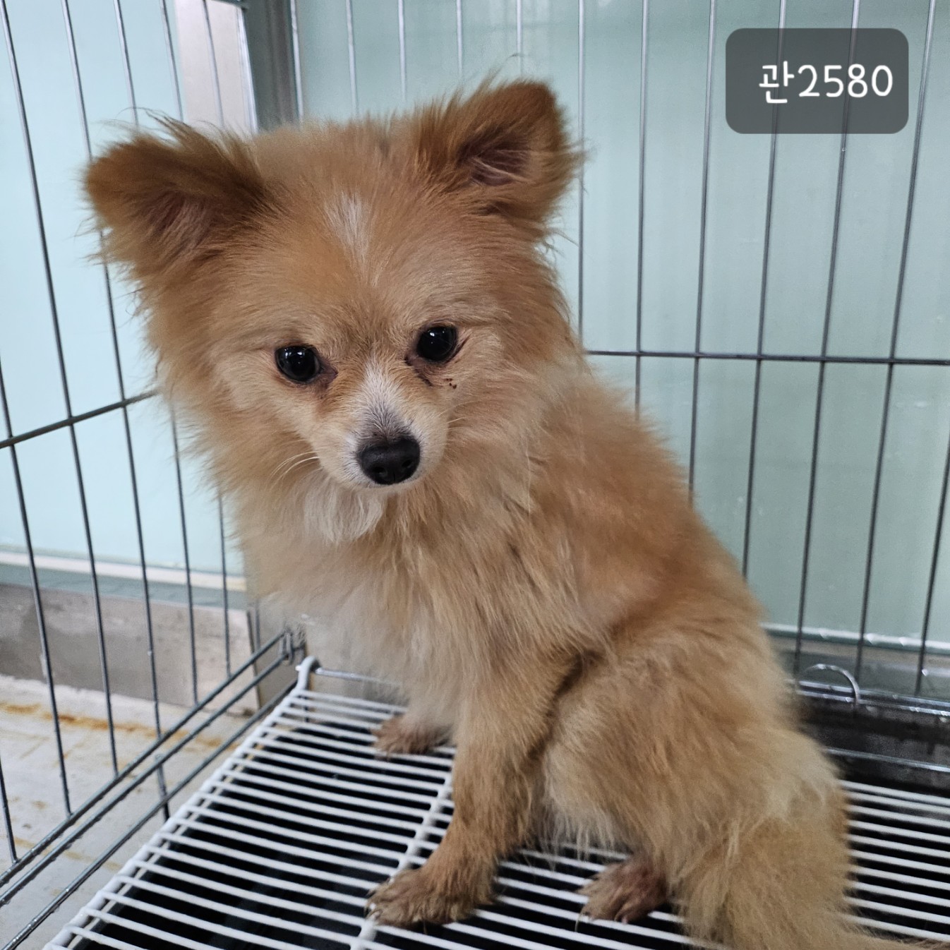 고양시동물보호센터_441394202302580